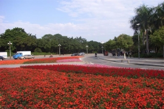 東莞市市區(qū)道路渠化島時花種植及綠化養(yǎng)護